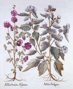 Two Mallow Varieties, from Hortus Eystettensis by German School